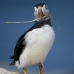 puffin_atlantic_msi_v_1547_can1168.jpg